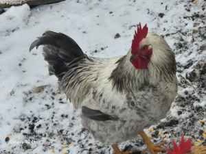 Cocoșii 2025  - imagine 5