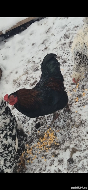 Cocoșii 2025  - imagine 2