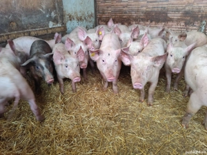 Purcei 20-40 kg pentru crescut  - imagine 3