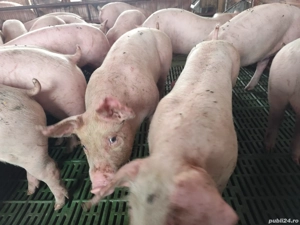 Purcei 20-40 kg pentru crescut  - imagine 2