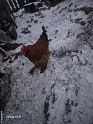 Cocoșii 2025  - imagine 3