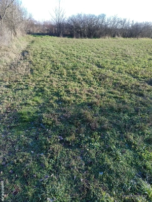Teren intravilan în Rociu,str.Moșteni,lângă nr.223,asfalt,utilități. - imagine 7