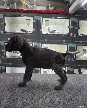 Brac sârmos german - imagine 5