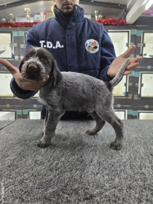 Brac sârmos german - imagine 2