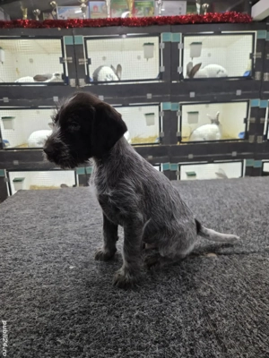 Brac sârmos german - imagine 3