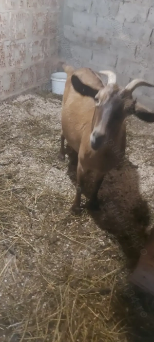 De vânzare ieduță 