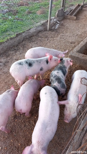 Vând purcei rasa Pietran