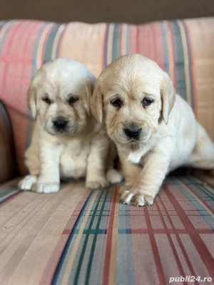 catei Labrador Alb - imagine 3