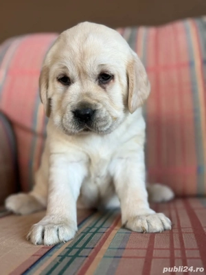 catei Labrador Alb - imagine 2