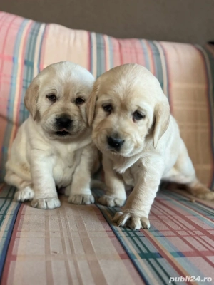 catei Labrador Alb - imagine 4