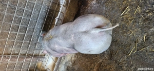 Purcei de vanzare  - imagine 4