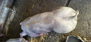 Purcei de vanzare  - imagine 5