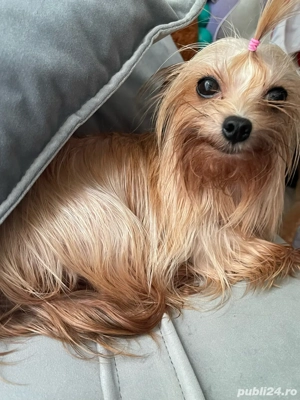 Yorkshire terrier gold dust - imagine 2