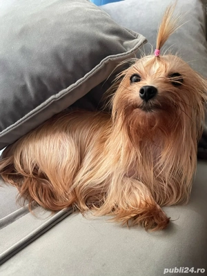 Yorkshire terrier gold dust - imagine 3