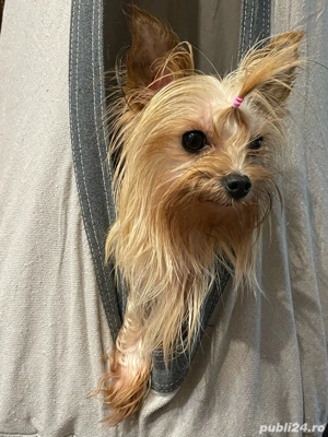 Yorkshire terrier gold dust - imagine 4