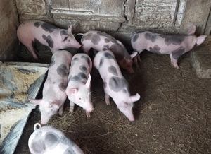 Purcei pietrain - imagine 2