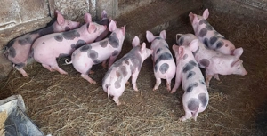 Purcei pietrain - imagine 3