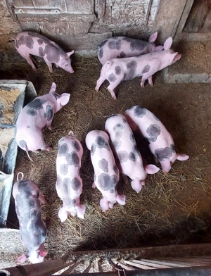 Purcei pietrain - imagine 4