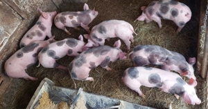 Purcei pietrain - imagine 8