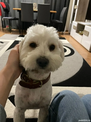 Bichon pui  - imagine 5