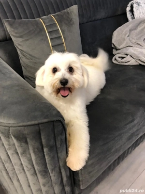 Bichon pui  - imagine 4