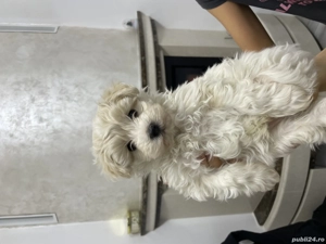 Bichon pui  - imagine 3