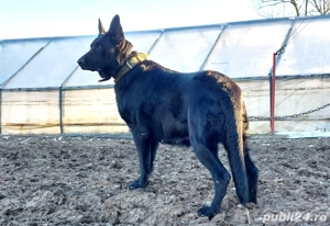 Femela Ciobanesc German Shepherd cu Pedigree - imagine 2