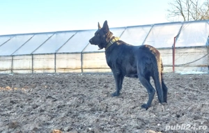 Femela Ciobanesc German Shepherd cu Pedigree - imagine 3