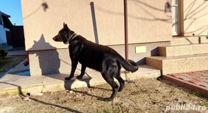 Femela Ciobanesc German Shepherd cu Pedigree - imagine 5