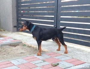 Mascul Jagdterrier  - imagine 3