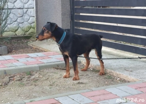 Mascul Jagdterrier  - imagine 2