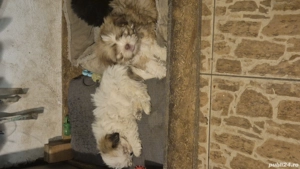 Vând pui shis-tzu! - imagine 2