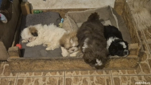 Vând pui shis-tzu! - imagine 3