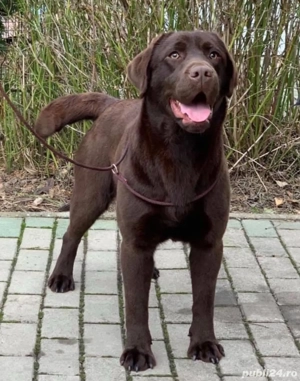 Donez labrador ciocolatiu monta 