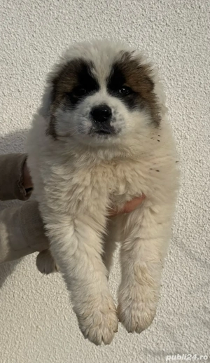 Catel ciobanesc de bucovina  - imagine 3