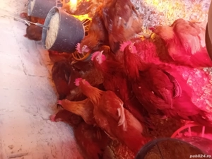 puicute kabir de vanzare - imagine 4