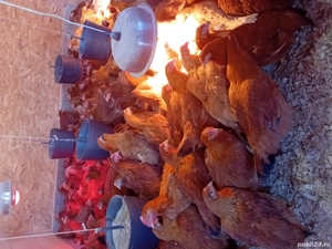 puicute kabir de vanzare - imagine 3