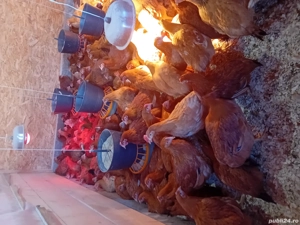 puicute kabir de vanzare