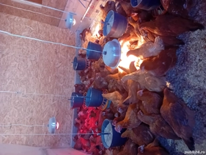 puicute kabir de vanzare - imagine 2