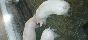 Vind  soldani 40 --50 kg - imagine 3