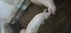 Vind  soldani 40 --50 kg - imagine 4