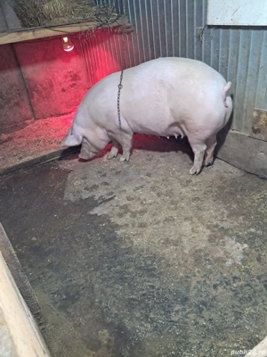 purcei de vanzare - imagine 3