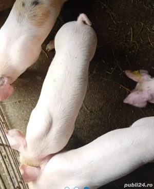 purcei de vanzare - imagine 2