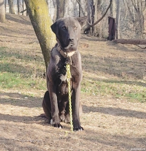 femela disponibila crescuta la oi