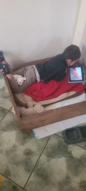 Vând pui Bishon Maltez pitic,baietel - imagine 4