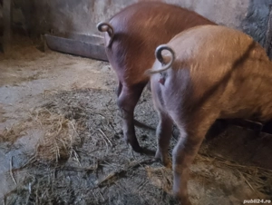 Purcei metis mistreț cu petrain