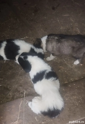 cateii Ciobanesc de Bucovina 