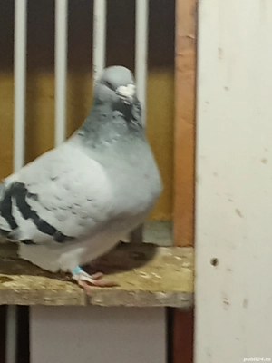 Porumbei voiajori standard și Plonjorii de Adana caută casă nouă. - imagine 3