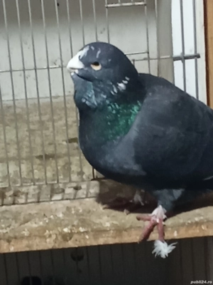 Porumbei voiajori standard și Plonjorii de Adana caută casă nouă. - imagine 5