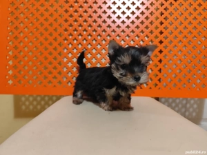 Yorkshire Terrier Microcip Oradea 